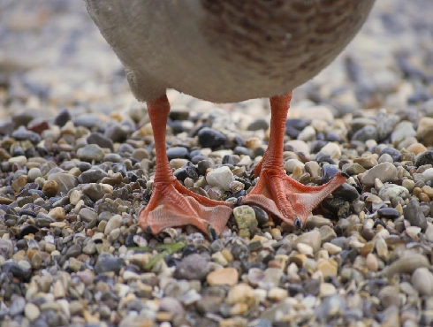 Taiga Bean-Goose